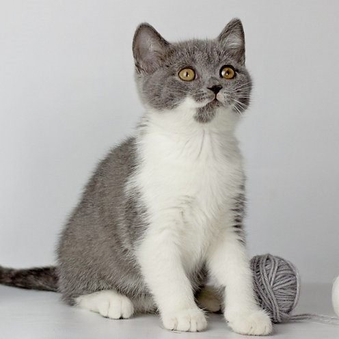 Gatito Británico de Pelo Corto
