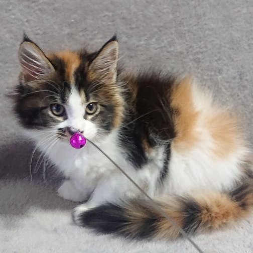 Gatita Maine Coon
